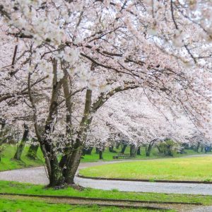 桜並木の広がる遊歩道