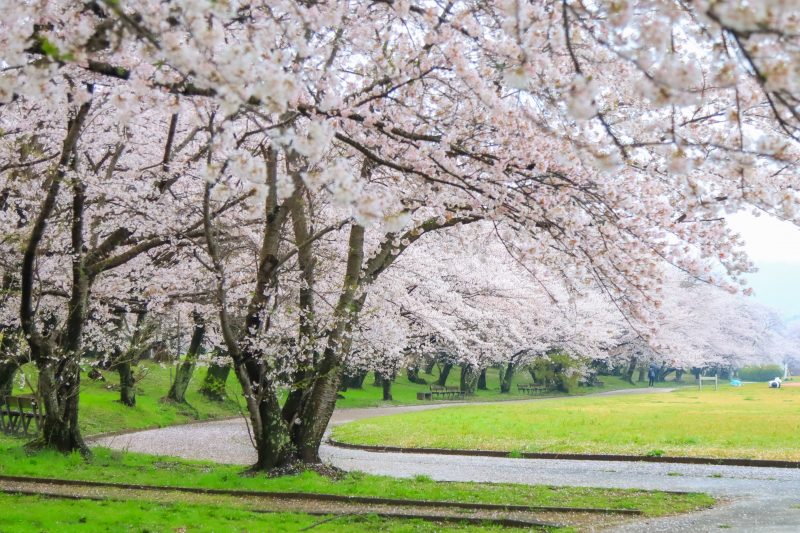 桜並木の広がる遊歩道