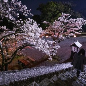 お堀の階段と夜桜