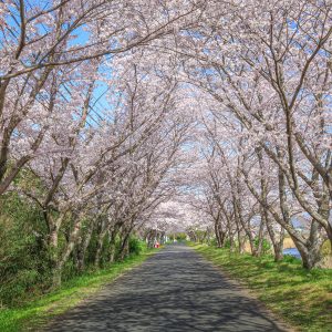 青空と桜トンネル