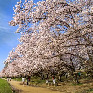 宮川堤の桜並木の写真