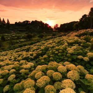 夕焼けの丘の紫陽花