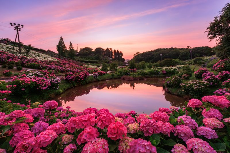 夕焼けに染まる紫陽花とハートの池