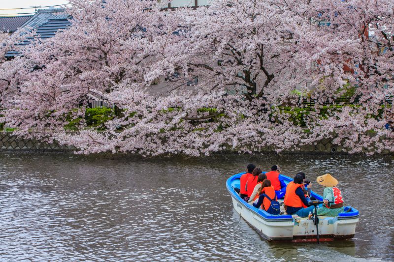 桜に近づく船