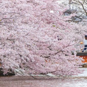 水面ギリギリに咲く桜