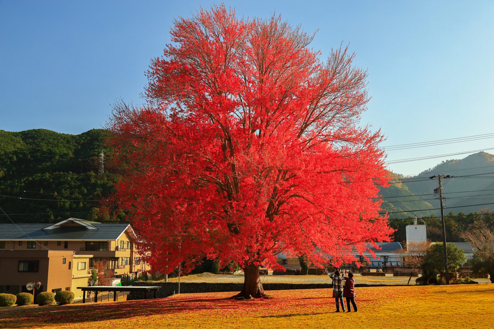 真っ赤な紅葉が美しい「飯南高校 ハナノキ」の見頃や撮影ポイントを紹介
