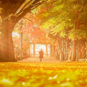 積田神社の観光情報と写真一覧