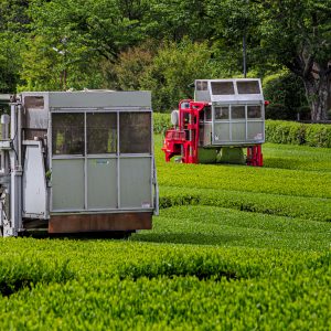 茶葉を刈るトラクター