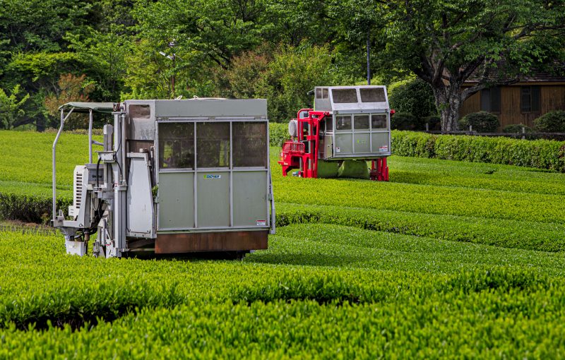 茶葉を刈るトラクター