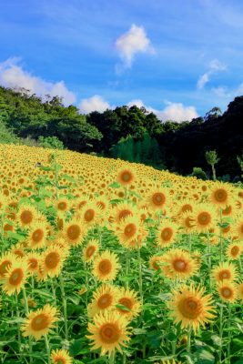 三重県の 花 写真一覧 三重の風景写真なら三重フォトギャラリー