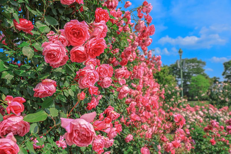イングリッシュガーデンに咲く薔薇の壁