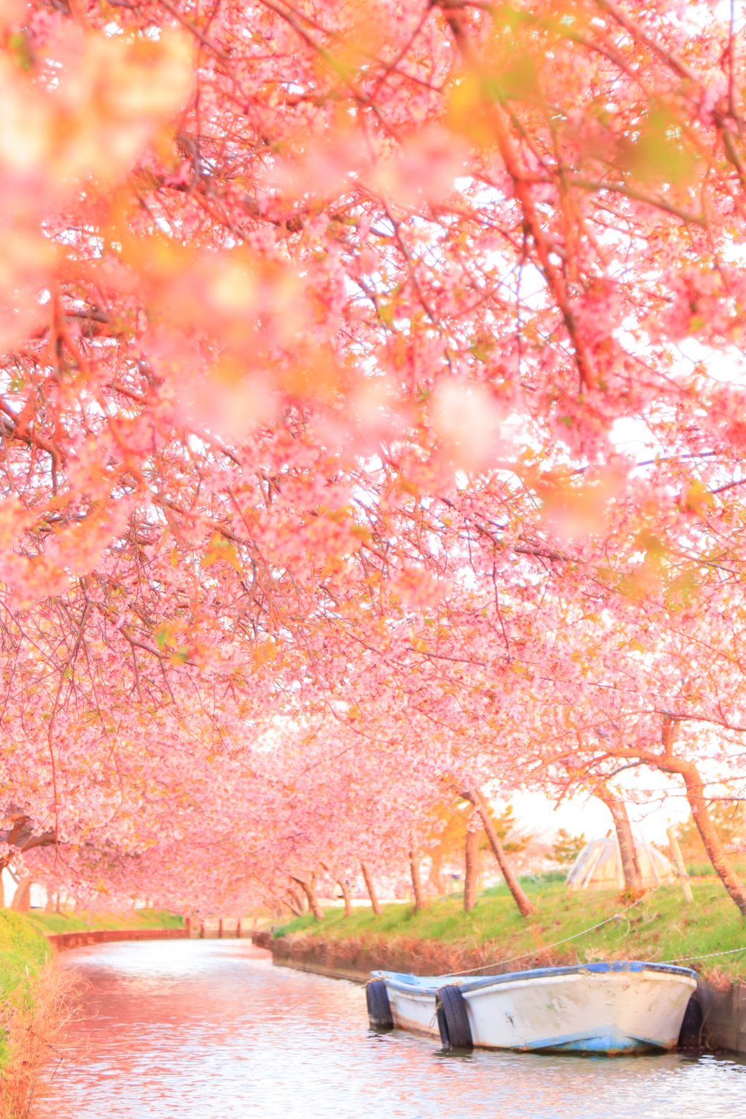 河津桜のファンタジー