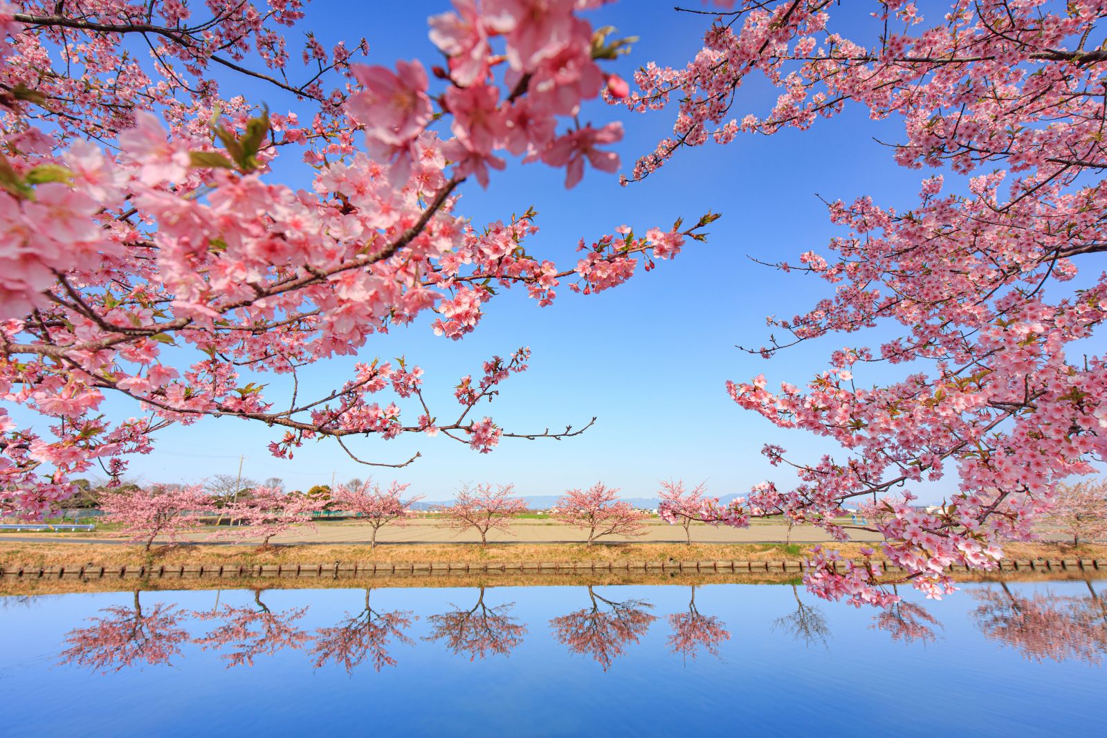 河津桜の映る水路