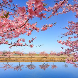 河津桜の映る水路
