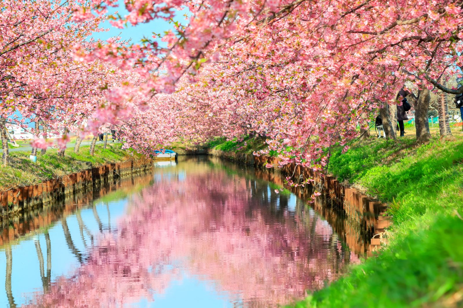 桜の壁紙50選 🌸 河津桜・桜並木など、おしゃれな壁紙を無料ダウンロード
