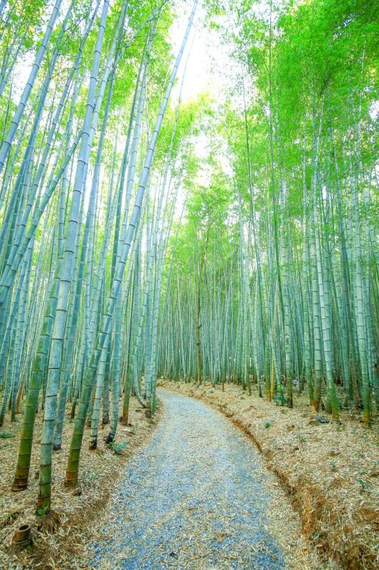 嵐山の竹林を想像させる雰囲気