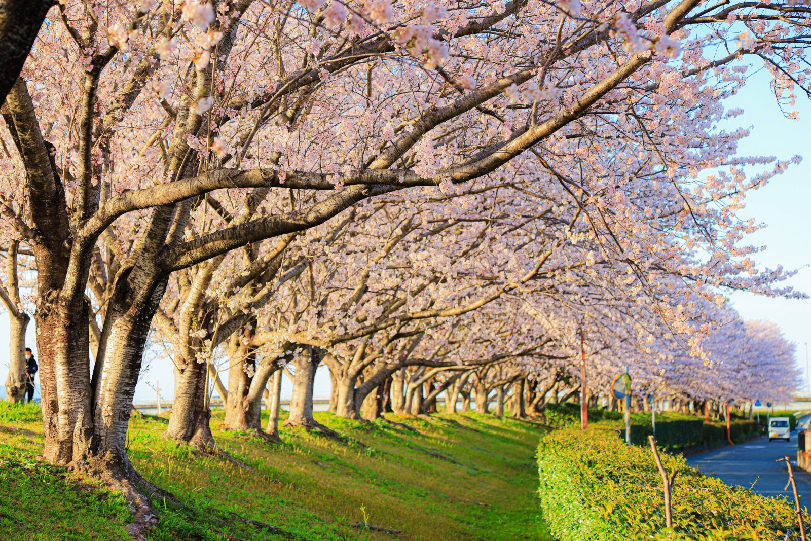 西陽の桜並木