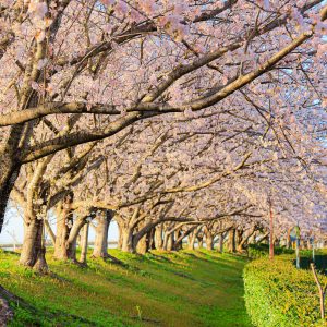 西陽の桜並木