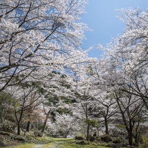 泰運寺の桜