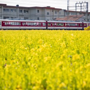 菜の花畑を走る列車