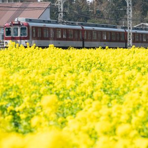 赤い列車と菜の花
